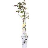 Livraison plante Rosier vanille - lot de 3 - ↨65cm - Ø15 - plante d'extérieur fleurie