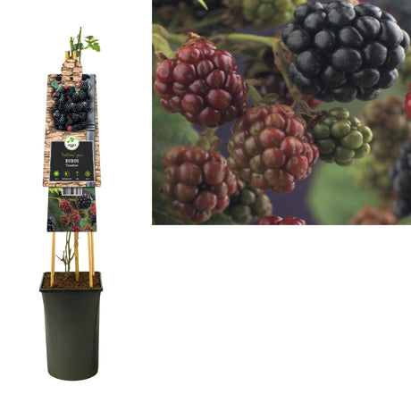 Livraison plante Rubus 'Thornfree' +3.0 Label - Ø17cm - ↕75cm