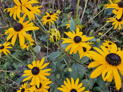 Rudbeckie (Rudbeckia fulgida) 'Goldsturm'