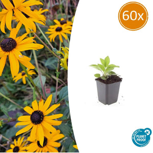 Livraison plante Rudbeckia 'Goldsturm'