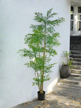 Livraison plante Ruscus - Arbre artificiel