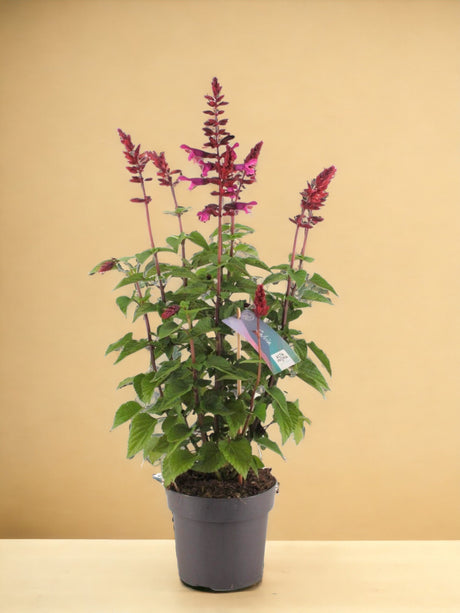 Livraison plante Salvia salgoon couleur framboise