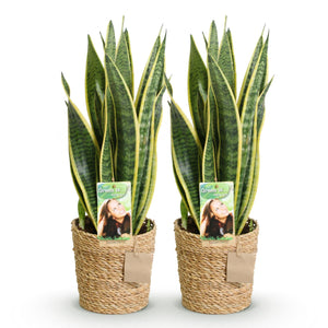 Livraison plante Sanseveria Laurentii – Lot de 2 – Hauteur 60 - 70 cm