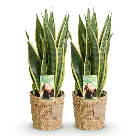Livraison plante Sanseveria Laurentii – Lot de 2 – Hauteur 60 - 70 cm