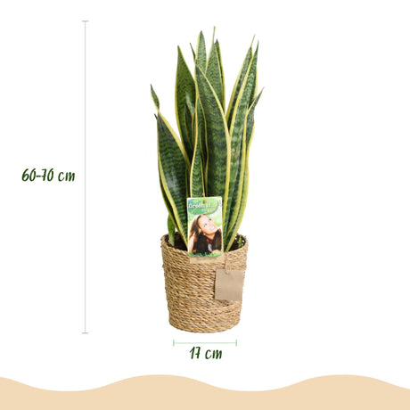 Livraison plante Sanseveria Laurentii – Lot de 2 – Hauteur 60 - 70 cm