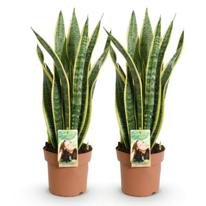 Livraison plante Sanseveria Laurentii – Lot de 2 – Pot 17cm – Hauteur 60 - 70cm