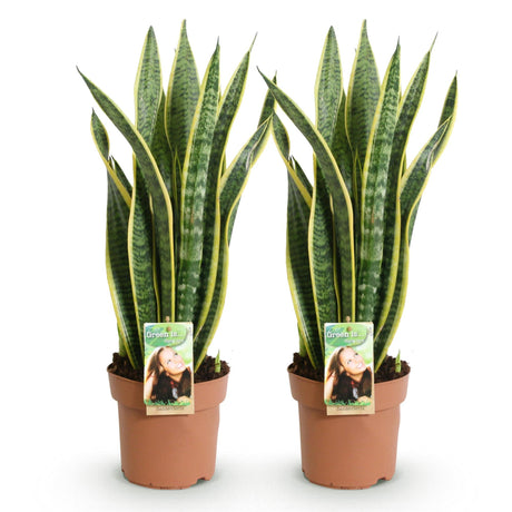 Livraison plante Sanseveria Laurentii – Lot de 2 – Pot 17cm – Hauteur 60 - 70cm