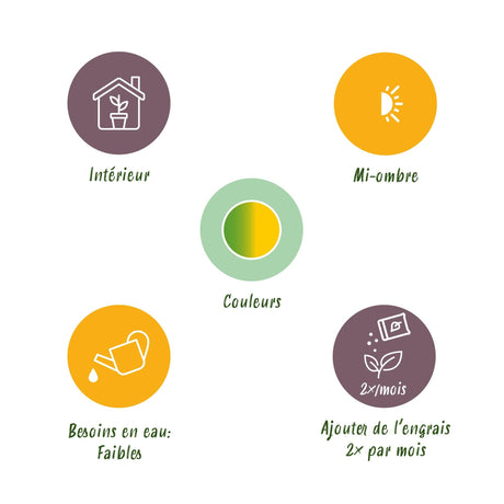 Livraison plante Sanseveria Laurentii – Lot de 2 – Pot 17cm – Hauteur 60 - 70cm