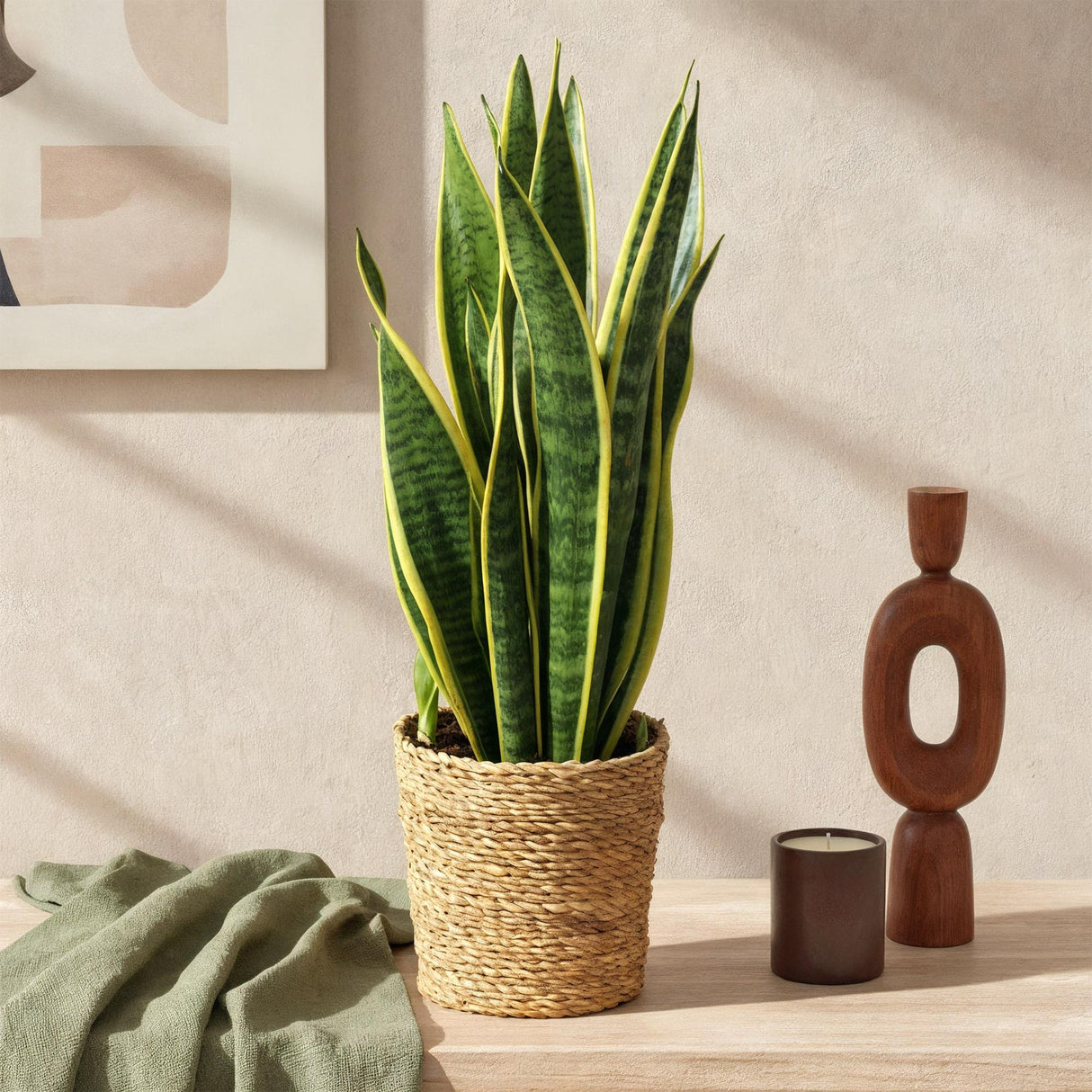 Livraison plante Sanseveria Laurentii – Lot de 2 – Pot 17cm – Hauteur 60 - 70cm