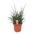 Livraison plante Sansevieria Fernwood Punk