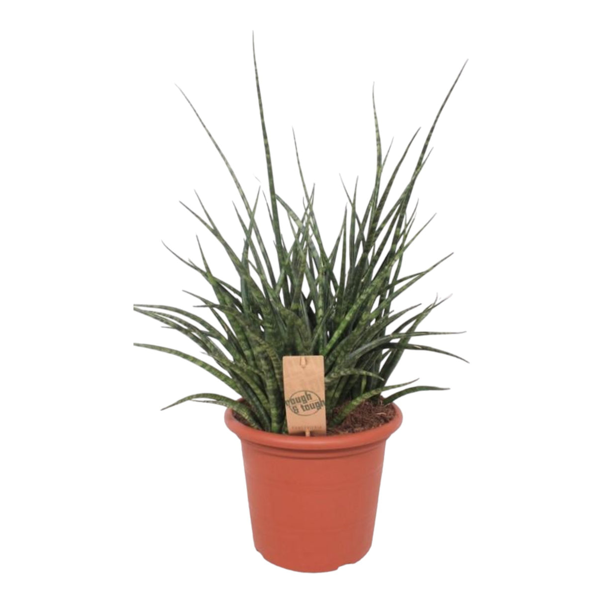 Livraison plante Sansevieria Fernwood Punk