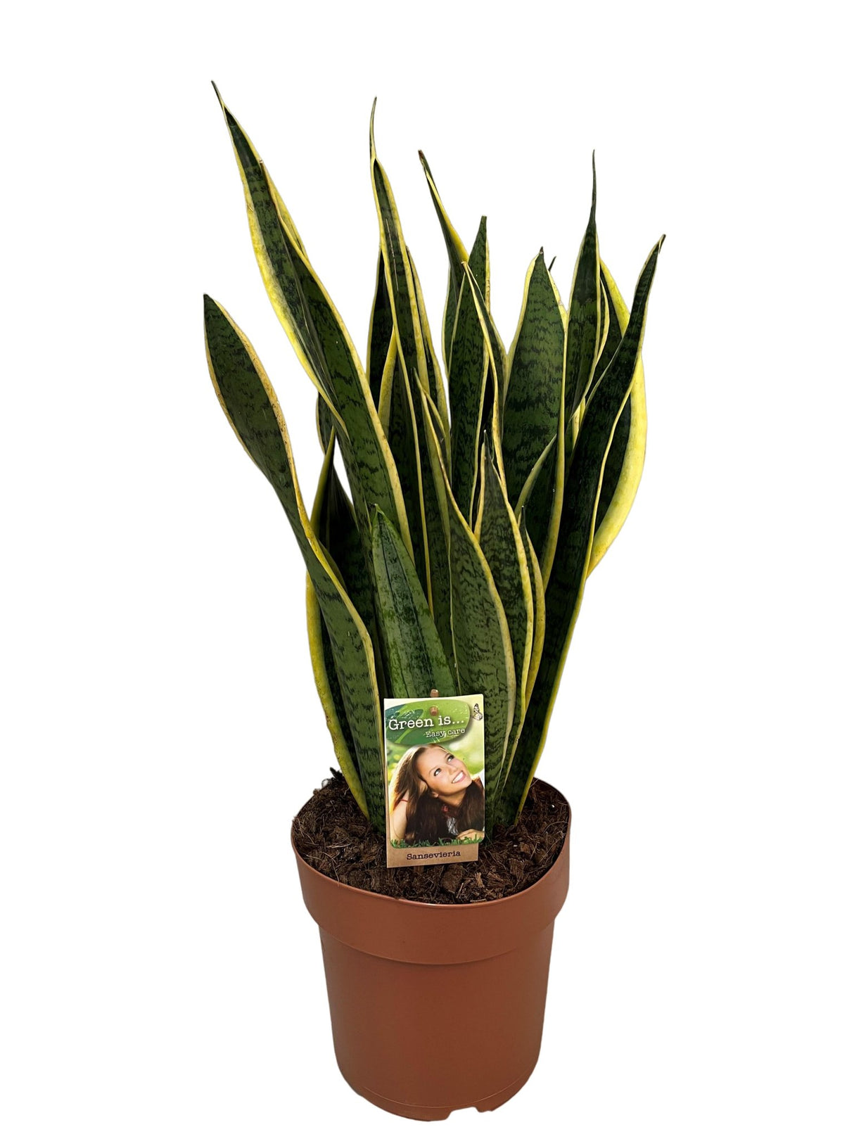 Livraison plante Sansevieria Laurentii