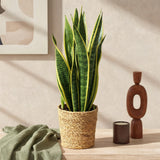 Livraison plante Sansevieria Laurentii et panier H60 cm