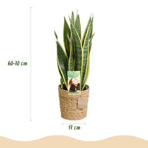 Livraison plante Sansevieria Laurentii et panier H60 cm