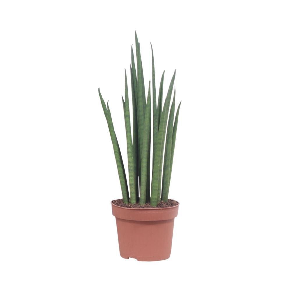 Livraison plante Sansevieria Mikado