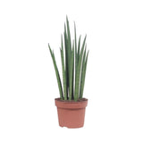 Livraison plante Sansevieria Mikado