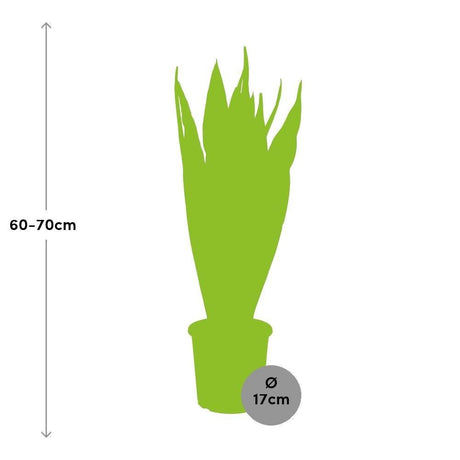Livraison plante Sansevieria Zeylanica