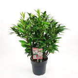 Livraison plante Sarcocoque 'Winter Gem'® - ↨25cm - Ø19cm - plante de haie