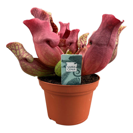 Livraison plante Sarracenia Venosa Red - carnivore