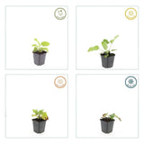 Livraison plante Sauge de Jérusalem