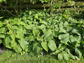 Sauge De Jérusalem (Phlomis russeliana) 'Russeliana'
