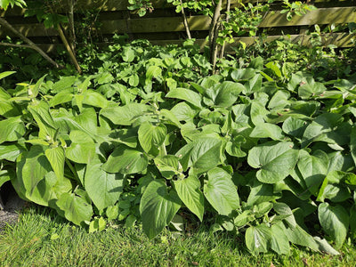 Sauge De Jérusalem (Phlomis russeliana) 'Russeliana'