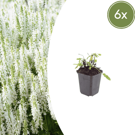 Livraison plante Sauge des bois