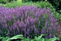 Sauge Des Bois (Salvia Nemorosa) 'Caradonna'