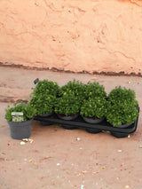Livraison plante Saxifrage citron vert h15cm