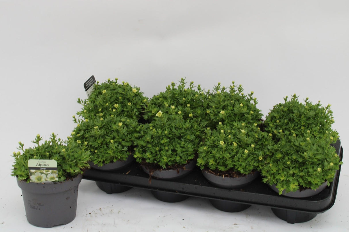 Livraison plante Saxifrage citron vert h15cm