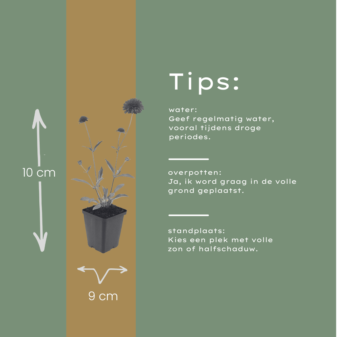 Livraison plante Scabieuse de macédoine