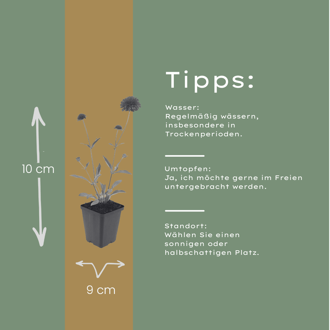 Livraison plante Scabieuse de macédoine