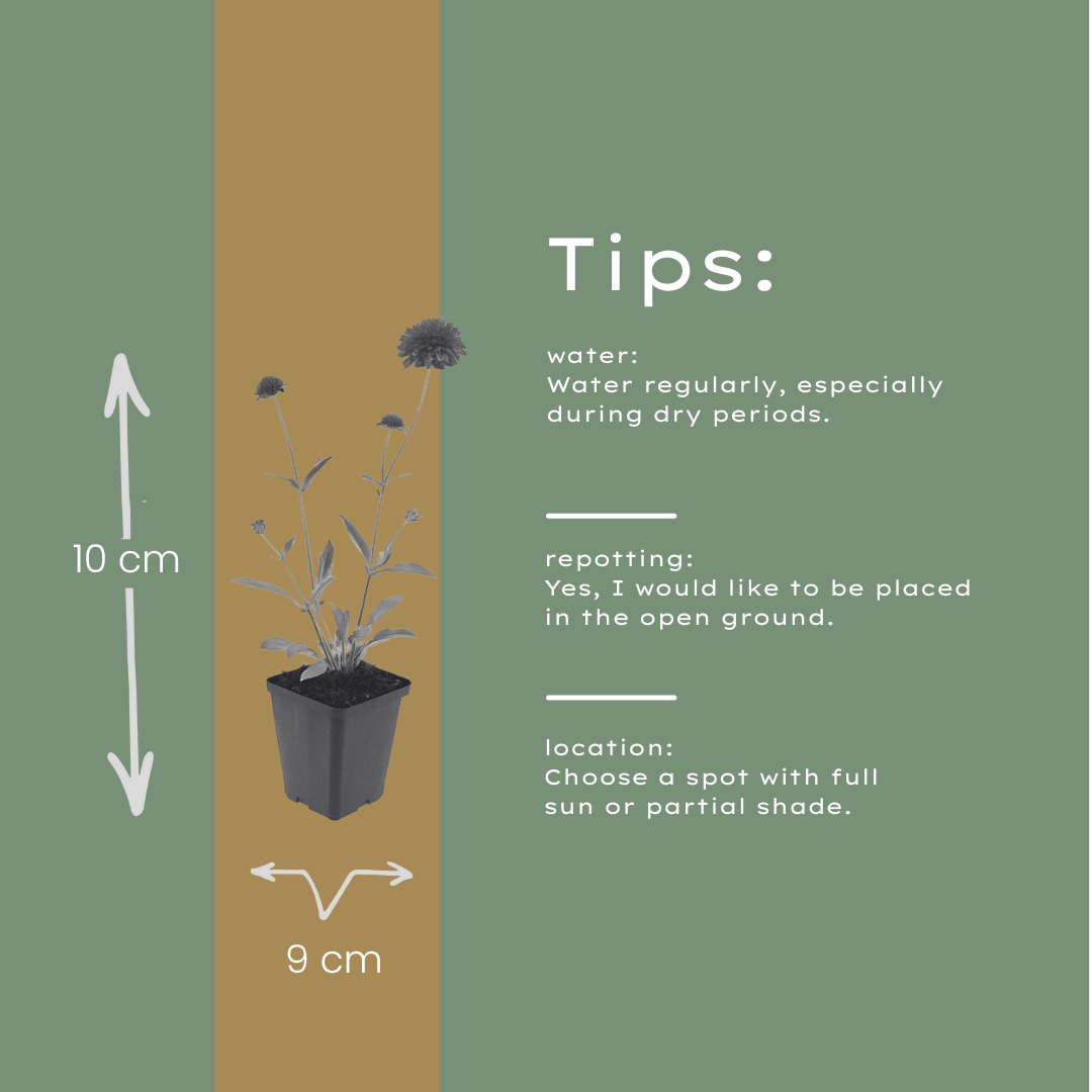 Livraison plante Scabieuse de macédoine
