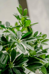 Livraison plante Schefflera - Arbre artificiel