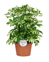 Livraison plante Schefflera Gerda