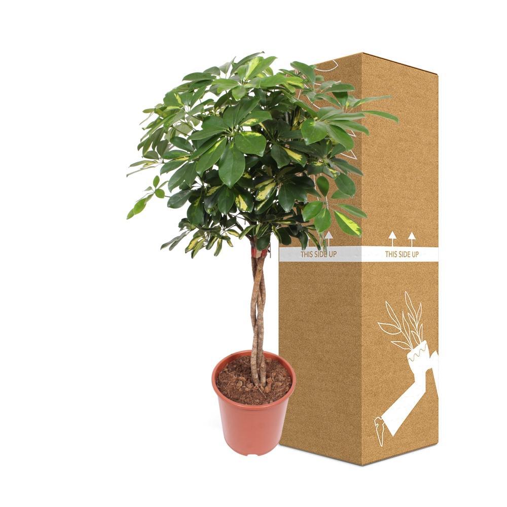 Livraison plante Schefflera Gold Capella