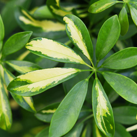 Livraison plante Schefflera Gold Capelle