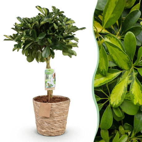 Livraison plante Schefflera Gold Capelle et panier H75 cm