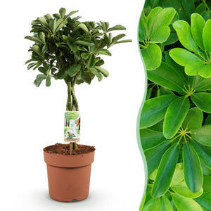 Livraison plante Schefflera Nora