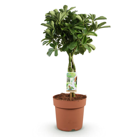 Livraison plante Schefflera Nora