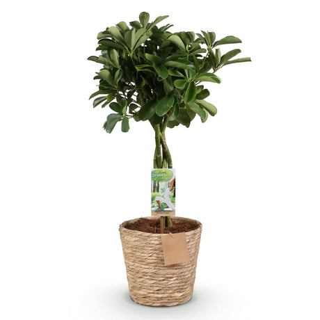 Livraison plante Schefflera Nora et panier H75 cm