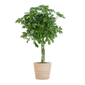Livraison plante Schefflera Nora et son pot