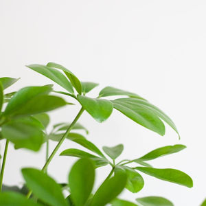 Livraison plante Schefflera Nora et son pot