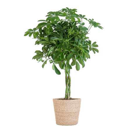 Livraison plante Schefflera Nora et son pot