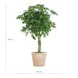 Livraison plante Schefflera Nora et son pot