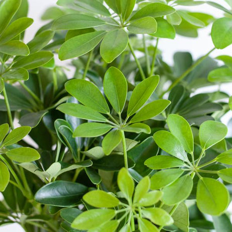 Livraison plante Schefflera Nora et son pot