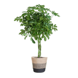 Livraison plante Schefflera Nora et son pot