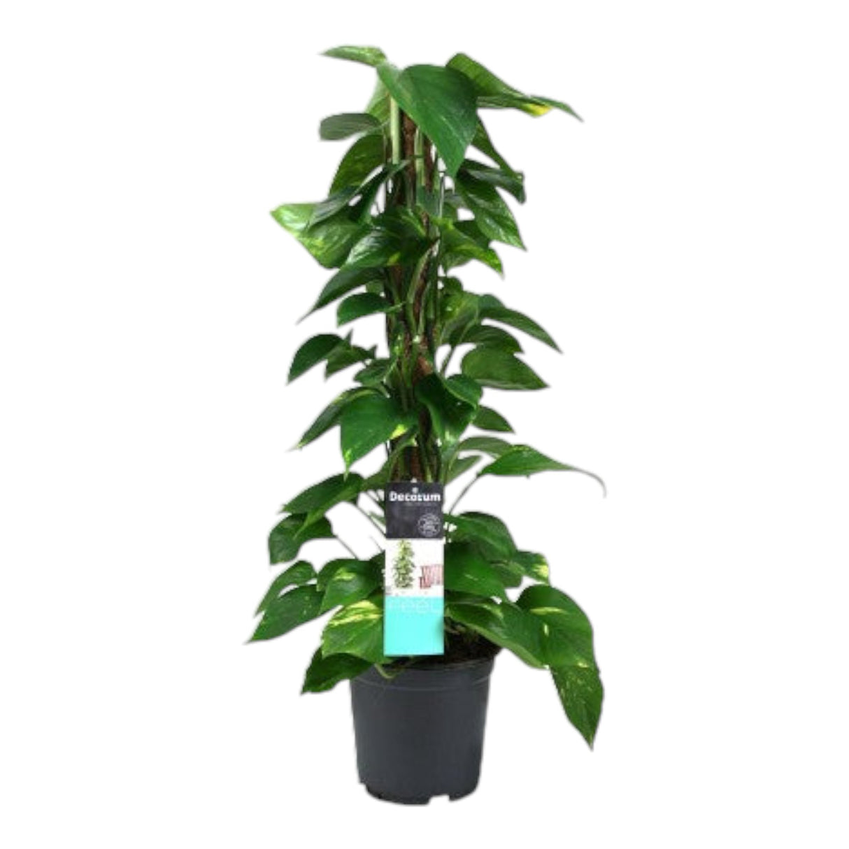 Livraison plante Scindapsus Epipremnum