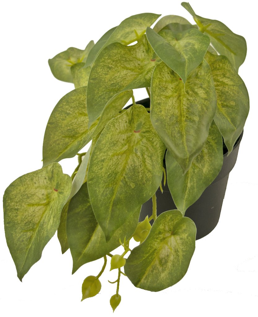 Livraison plante Scindapsus - Plante verte artificielle