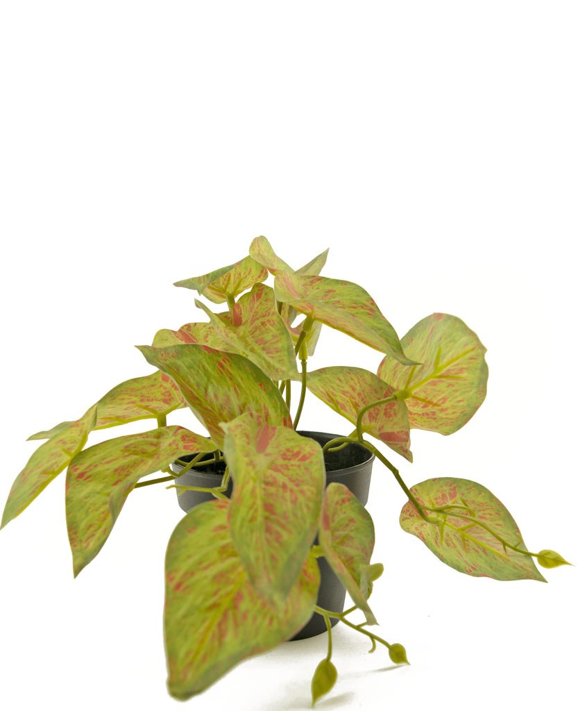 Livraison plante Scindapsus - Plante verte artificielle